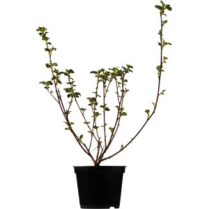 Blasenspiere Little Joker im Topf, ca. 40-50 cm hoch, mit bordeauxrotem Laub und weißen Blüten.