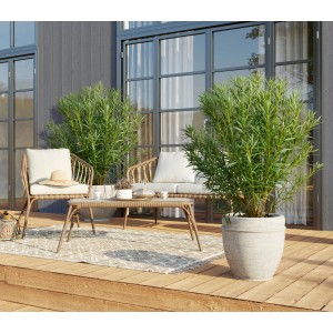 Rosa Oleander Busch XXL (180-200cm) im Topf auf Terrasse mit Gartenmöbeln.