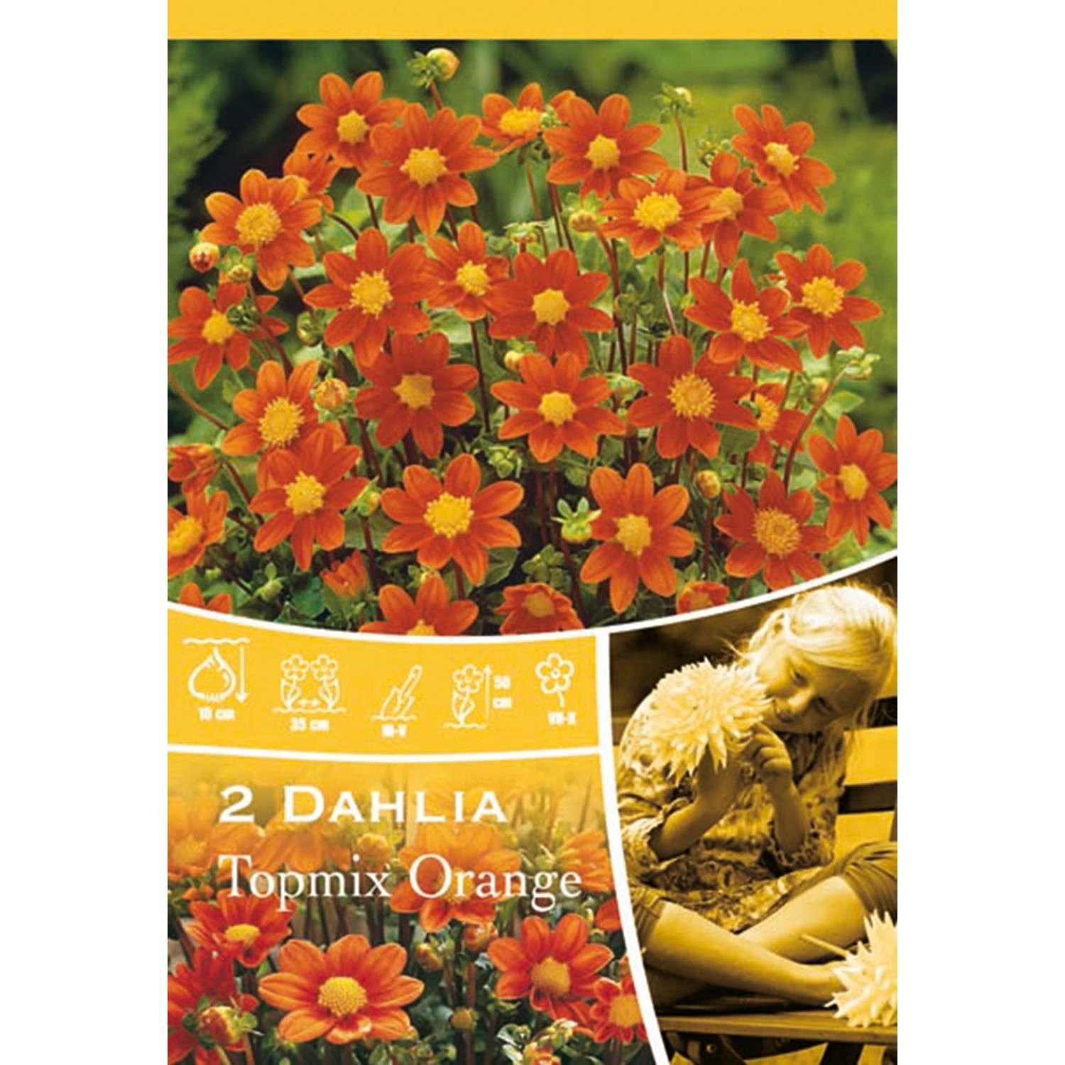 Dahlien Topmix Orange