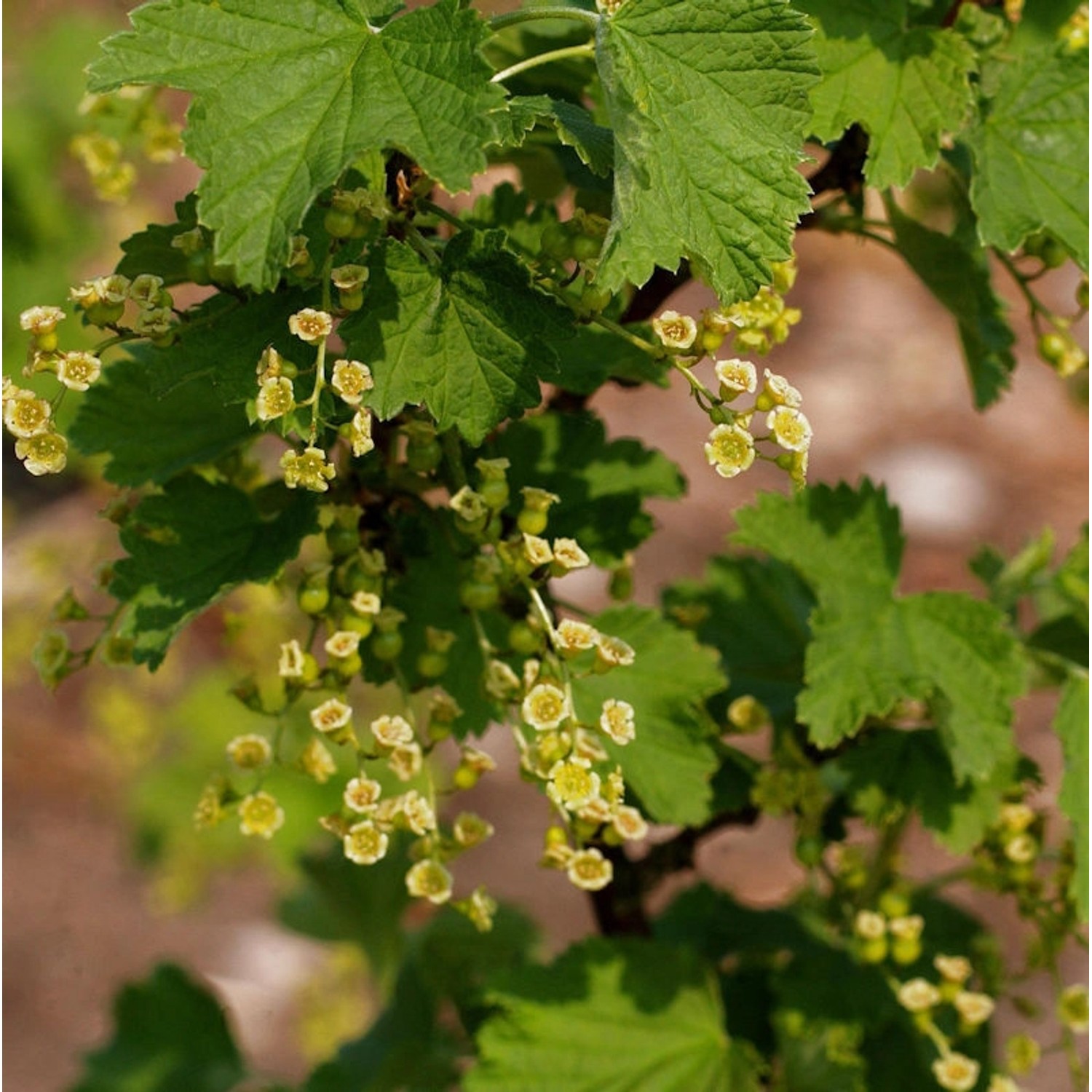 Weiße Johannisbeere Werdavia 40-60cm - Ribes rubrum günstig online kaufen