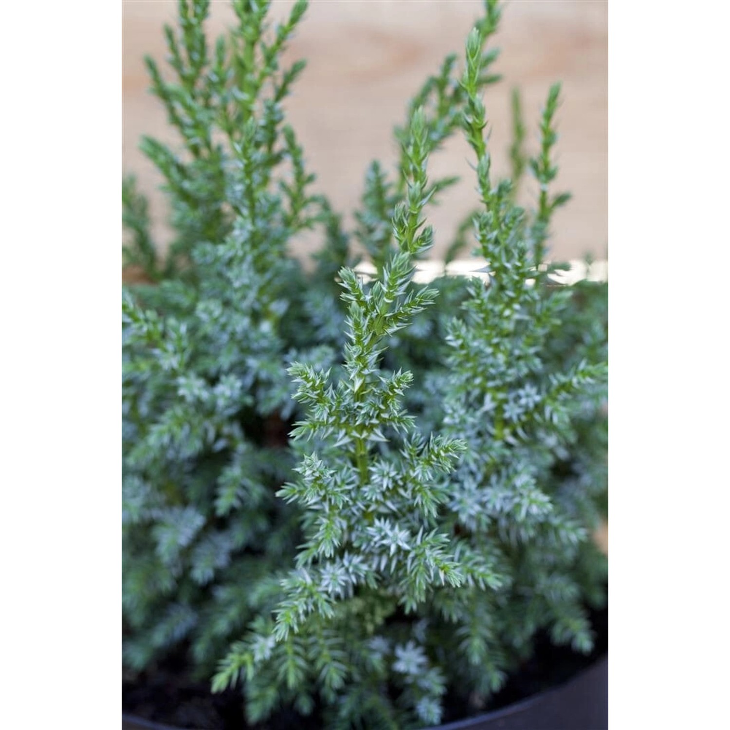 Juniperus Squamata Loderi Blauer Zwergwacholder 20–25 cm günstig online kaufen