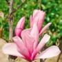 Magnolia Galaxy Magnolie mit rosa Blüten, ca. 100-125 cm hoch.