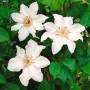 Weiße Clematis Hybride 'Snow Queen' mit grünen Blättern. Elegante Waldrebe für Garten, Balkon und Terrasse.
