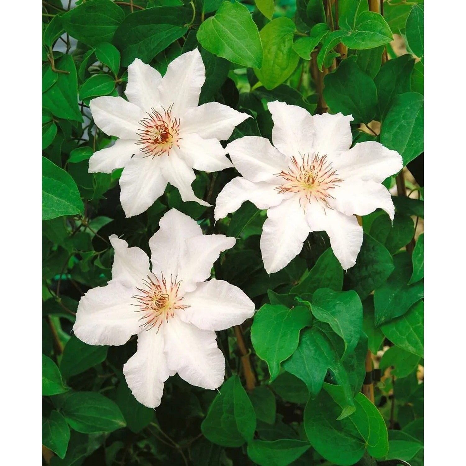 Weiße Clematis Hybride 'Snow Queen' mit grünen Blättern. Elegante Waldrebe für Garten, Balkon und Terrasse.