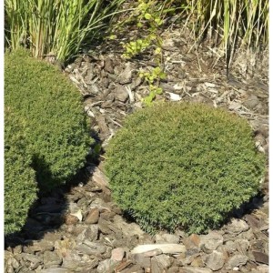 Kuschellebensbaum Teddy 25-30cm - Thuja occidentalis