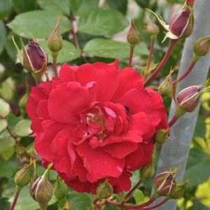 Nahaufnahme einer roten Kletterrose The Prince Trust mit Blütenknospen.