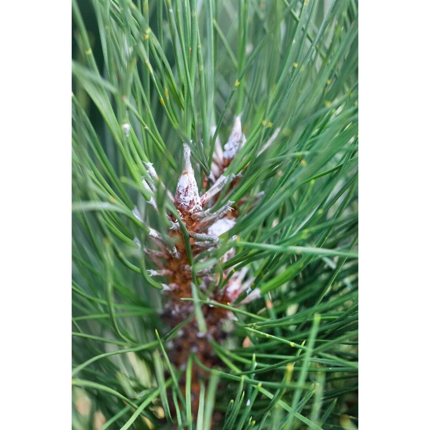 Pinus Sylvestris Fastigiata Säulenkiefer 60–80 cm günstig online kaufen