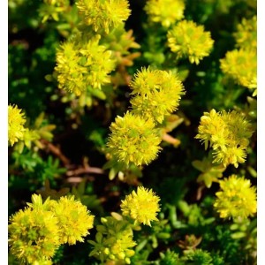 Gelb blühende Felsen-Fetthenne (Sedum reflexum), eine winterharte Staude für sonnige Standorte.