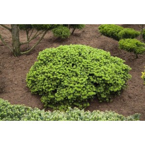 Kompakte, grüne Koreatanne 'Brillant' (Abies koreana) im Gartenbeet.