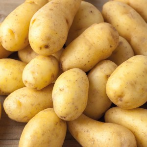 Gelbe Pflanzkartoffeln 'Nicola', 10 Stück, ideal zum Anpflanzen im Garten.