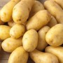 Gelbe Pflanzkartoffeln 'Nicola', 10 Stück, ideal zum Anpflanzen im Garten.