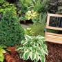 Funkie 'Hosta' mit weiß-bunten Blättern im Gartenbeet, Topf-Ø ca. 13 cm.