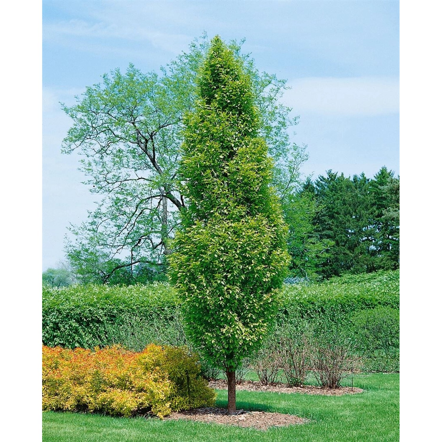 Carpinus betulus 'Lucas' 80-100 cm günstig online kaufen