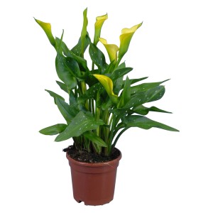 Zimmerkalla mit gelben Blüten im braunen Topf, ca. 14 cm Topf-Ø.