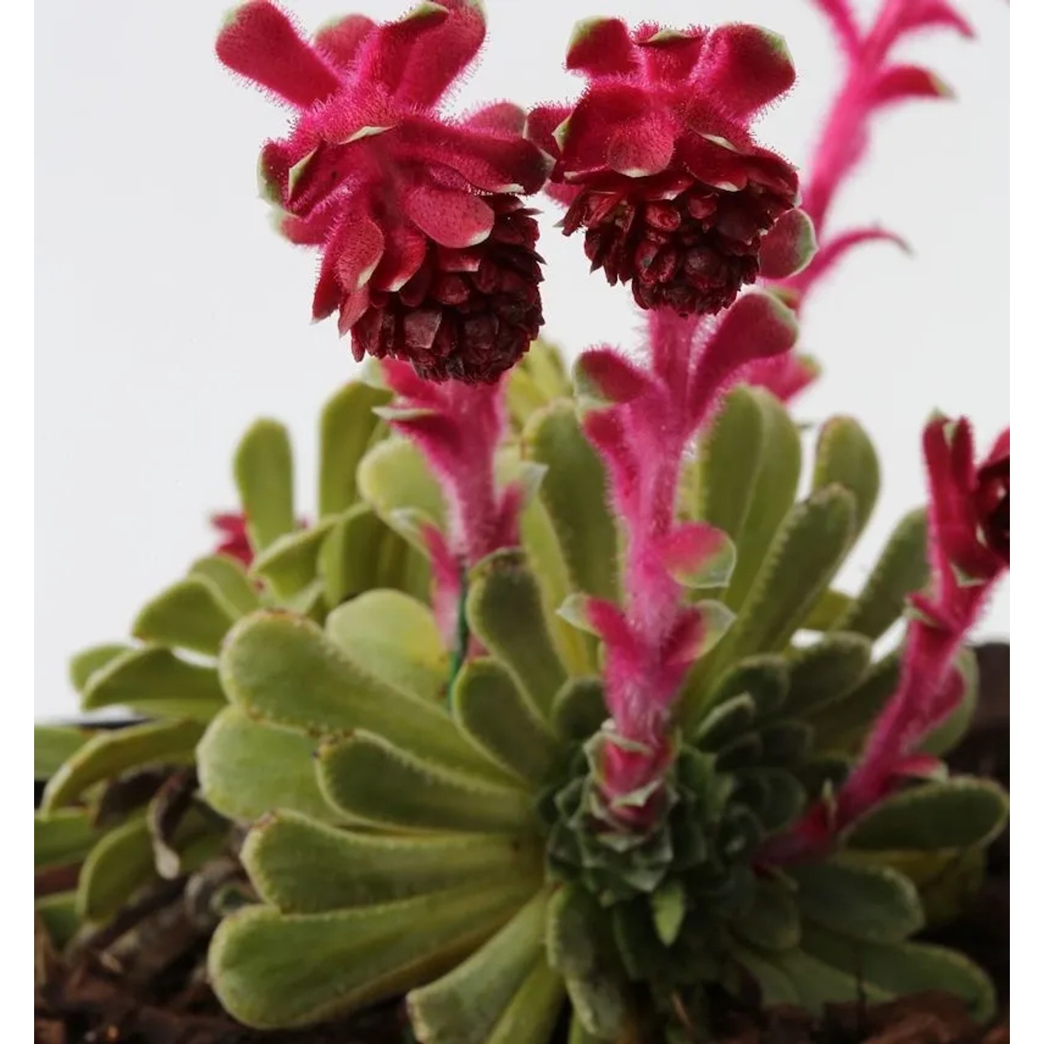 Polstersteinbrech - Saxifraga grisebachii