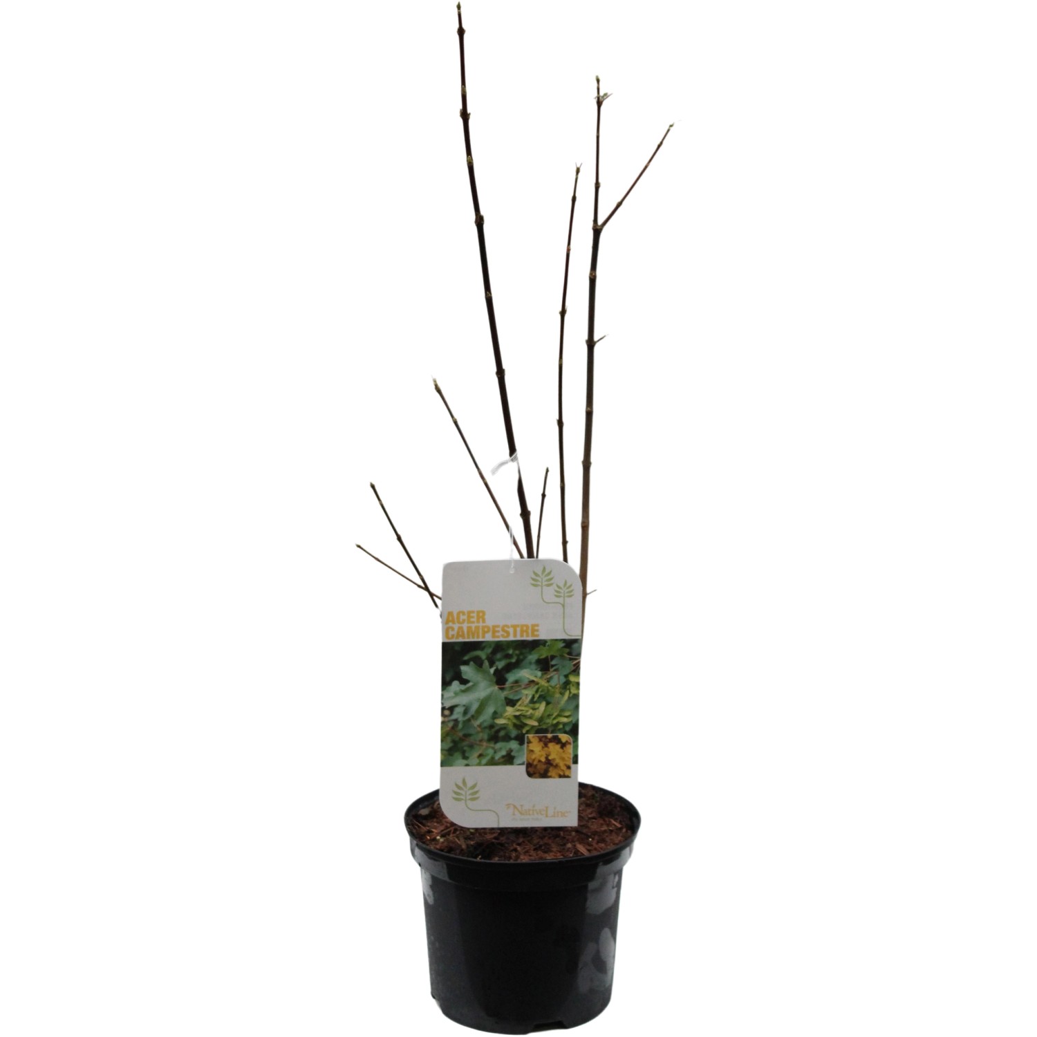 Feldahorn Höhe ca. 40 - 60 cm Topf ca. 3 l Acer campestre günstig online kaufen