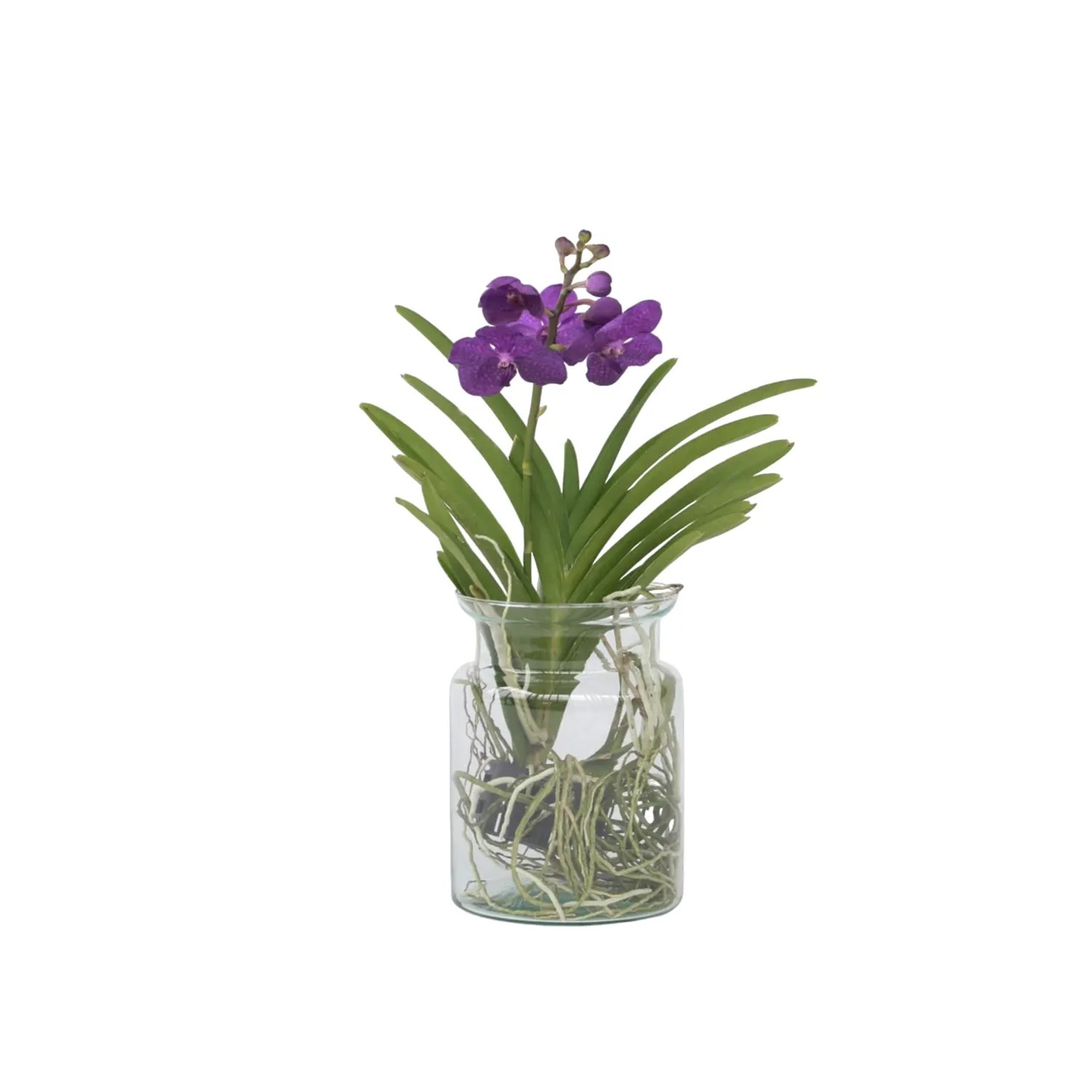 Plant In A Box Vanda-Orchidee Inkl. Dekorativer Korb Vanda 'Blue' Höhe 45cm Ø14 Blau