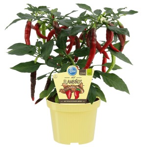 BLU Feuerküsschen Chili-Pflanze im Topf, ca. 12cm, mit roten und grünen Schoten.