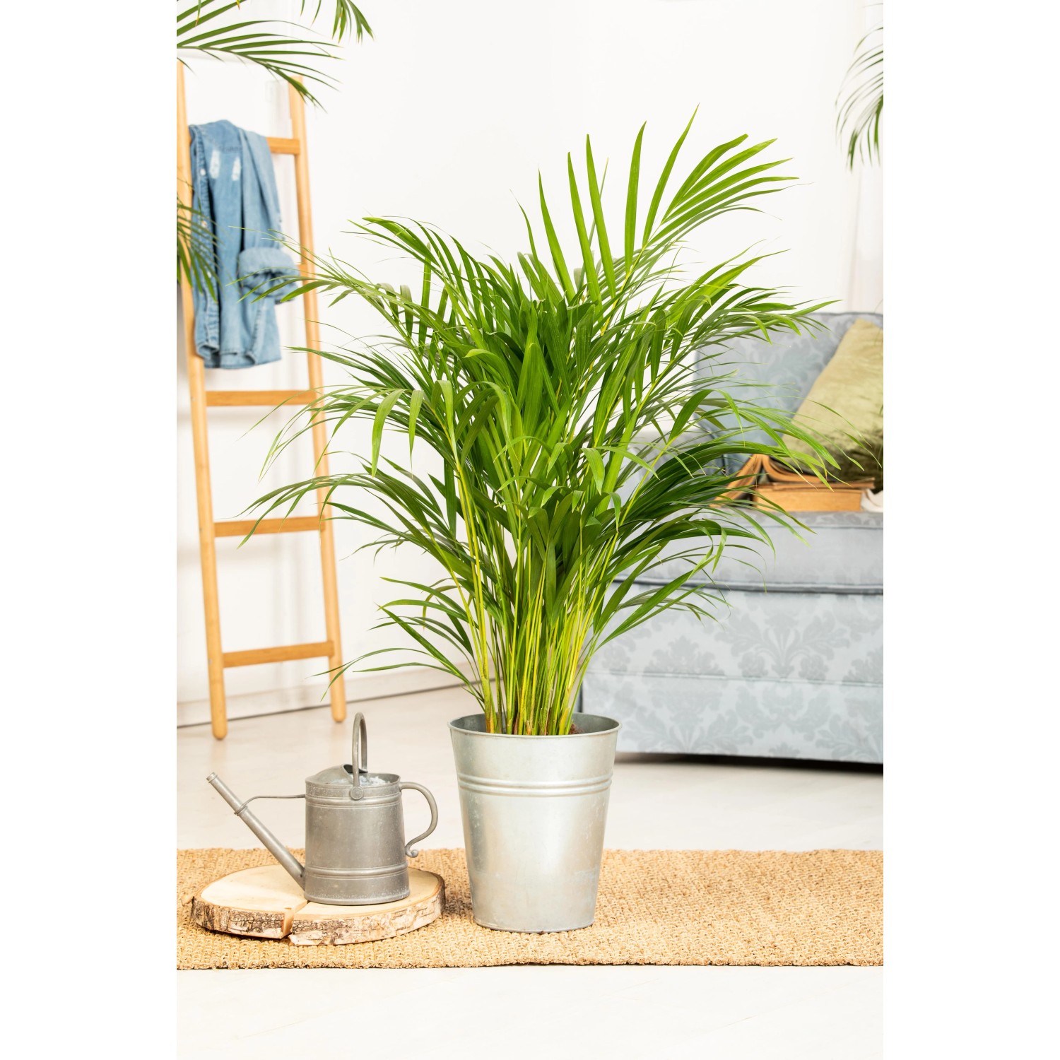 Produktbild von Goldfruchtpalme 130-150cm - Echte Arecapalme Für Helle Standorte