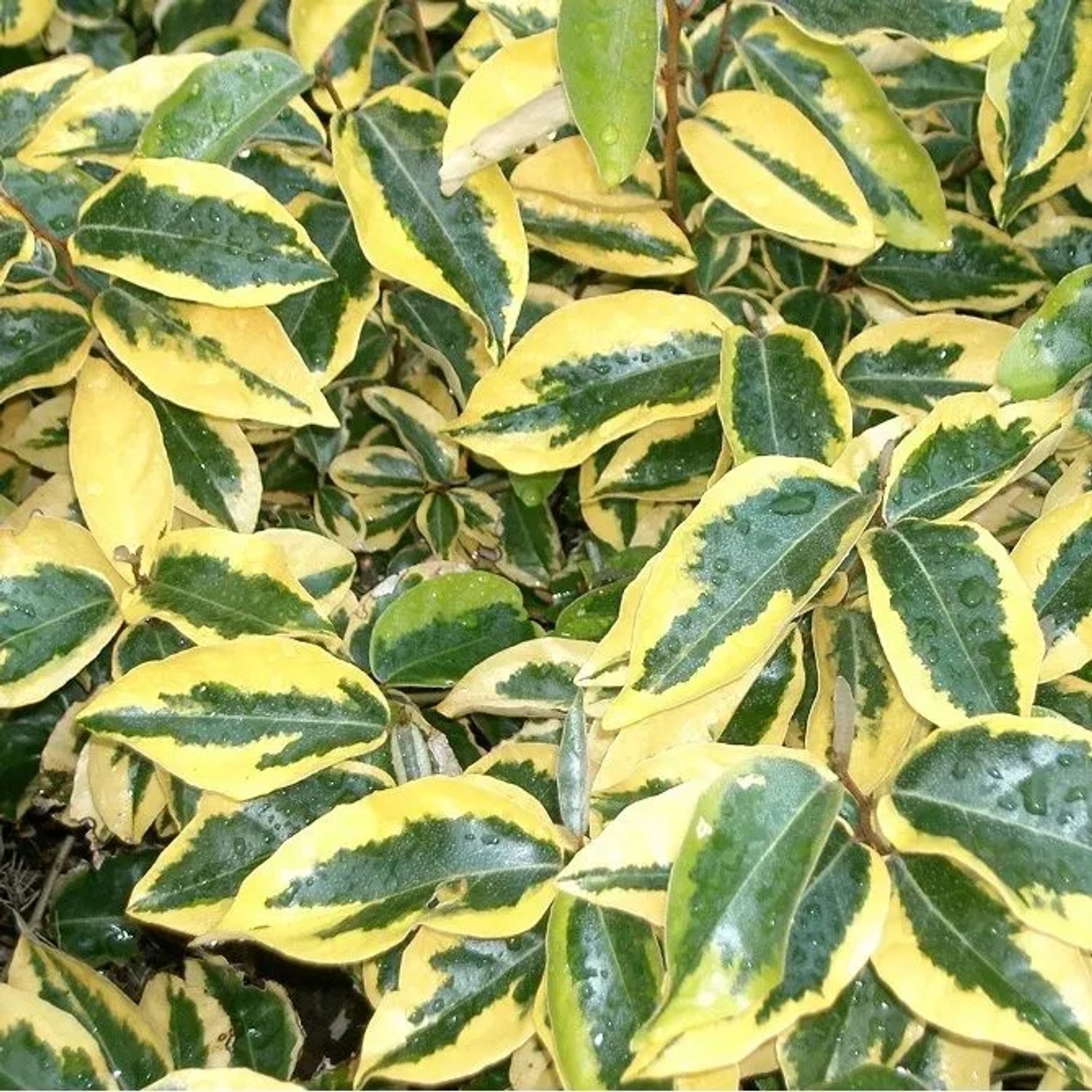 arborix Ölweide 'Gilt Edge' Elaeagnus Ebbingei 30 Bis 40 Cm Im Container Schnittverträglich