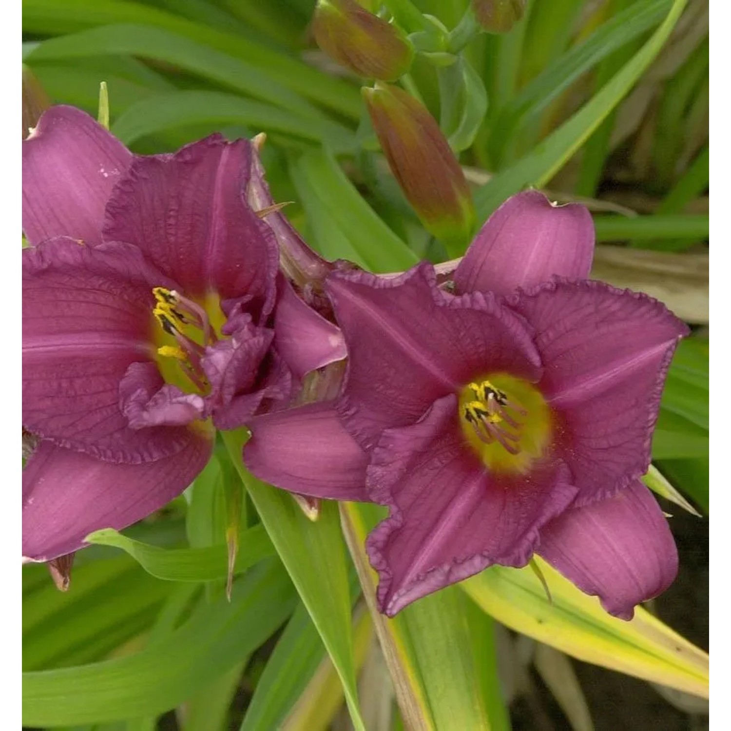 Taglilie Summer Wine - Hemerocallis