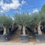 Verzweigter Olivenbaum Olea Europaea Koroneiki, ca. 220 cm hoch, mit glattem Stamm in schwarzem Topf für Garten & Terrasse.