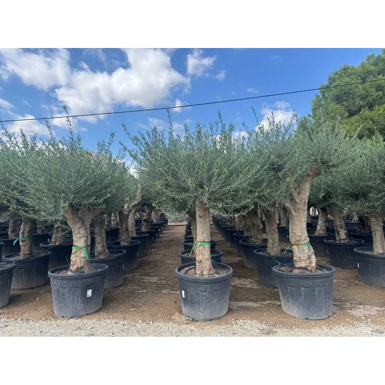 Verzweigter Olivenbaum Olea Europaea Koroneiki, ca. 220 cm hoch, mit glattem Stamm in schwarzem Topf für Garten & Terrasse.