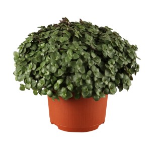 GROW by OBI Schönpolster Callisia repens im Topf, grüne Grünpflanze als Vitalfutter für Kleintiere.