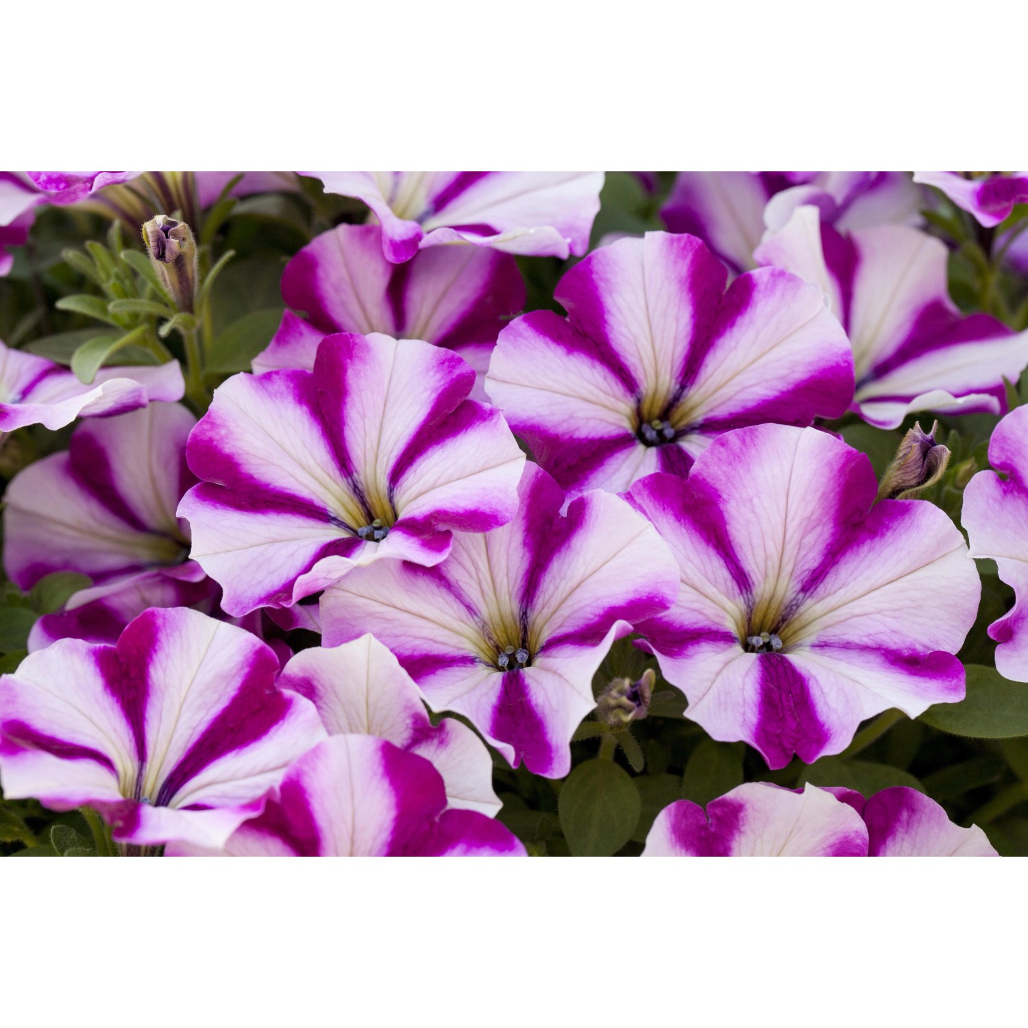 Hängende Petunie Peppy mit gestreiften, violett-weißen Blüten im Topf.