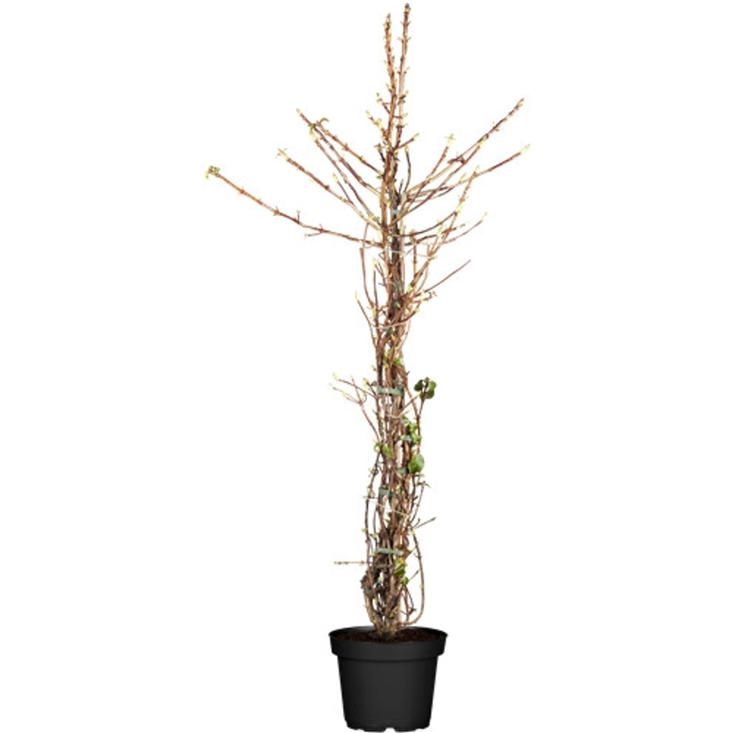 Hydrangea Petiolaris Kletterhortensie Weiß 60–80 cm günstig online kaufen