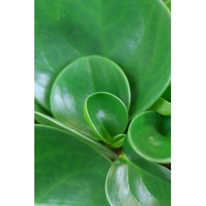 Nahaufnahme des Zwergpfeffers (Peperomia obtusifolia) mit runden, grünen Blättern.