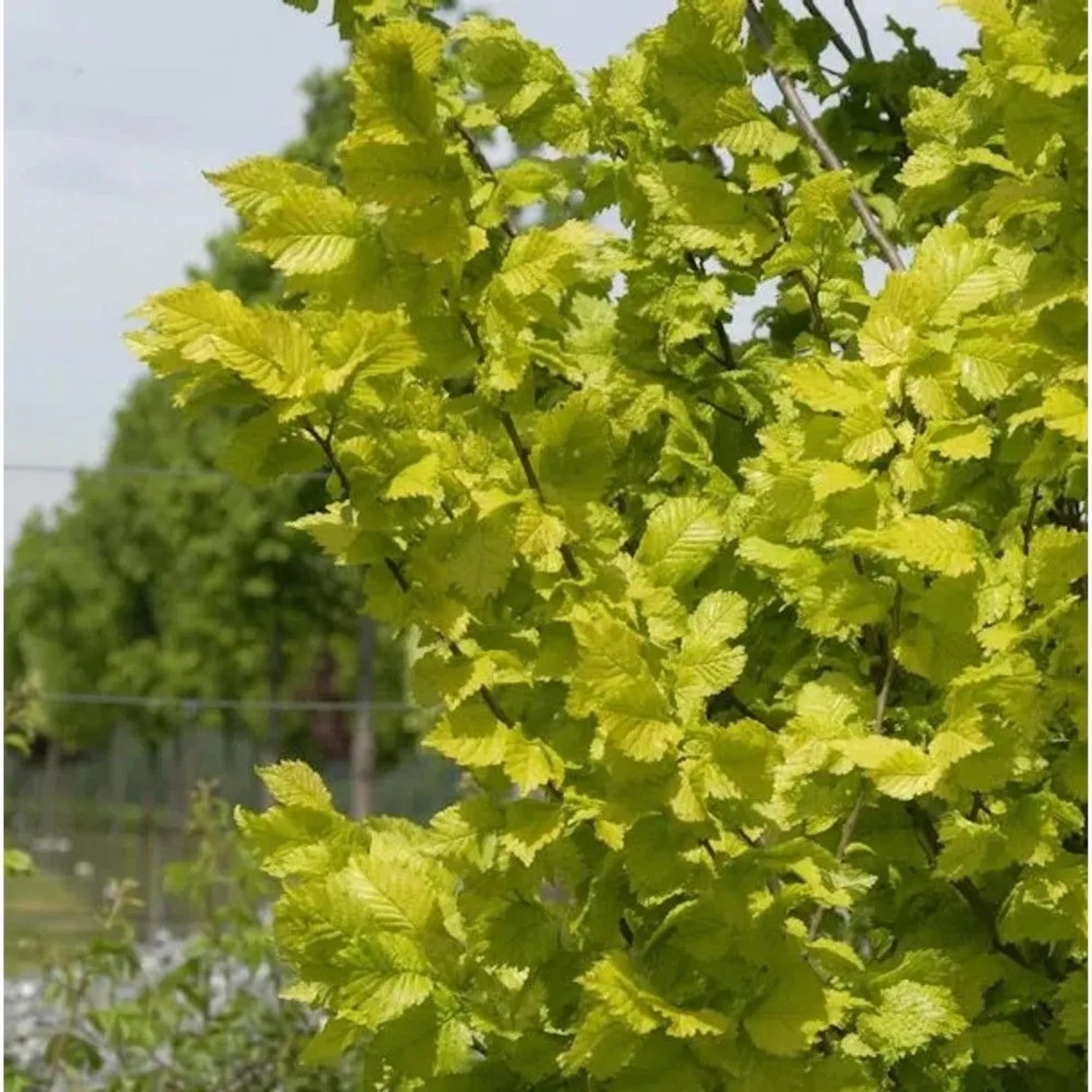 Goldulme 125-150cm - Ulmus carpinfolia