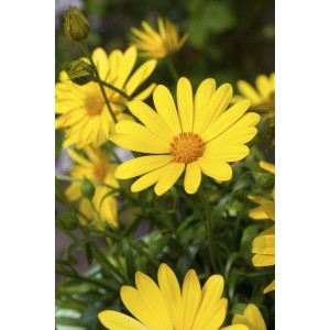 Gelbes Kapkörbchen (Osteospermum hyb.) im Topf, eine farbenfrohe Blühpflanze für sonnige Standorte.