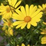Gelbes Kapkörbchen (Osteospermum hyb.) im Topf, eine farbenfrohe Blühpflanze für sonnige Standorte.