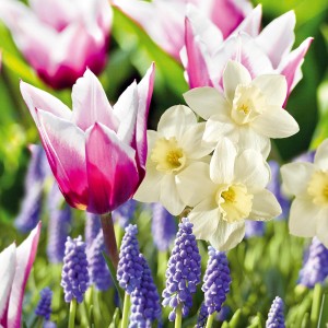 GROW by OBI Blumenbeet-Kollektion mit Tulpen, Narzissen und Traubenhyazinthen.