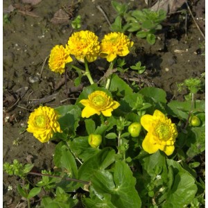 Gelbe Sumpfdotterblume Multiplex (Caltha palustris) im Gartenbeet.