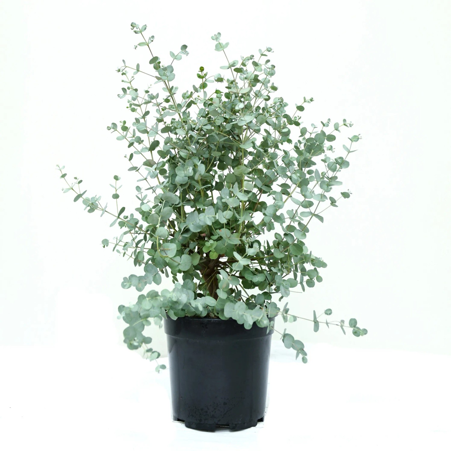 GROW by OBI Eukalyptus Pflanze Eucalyptus cinerea 20 cm 3 l kaufen bei OBI