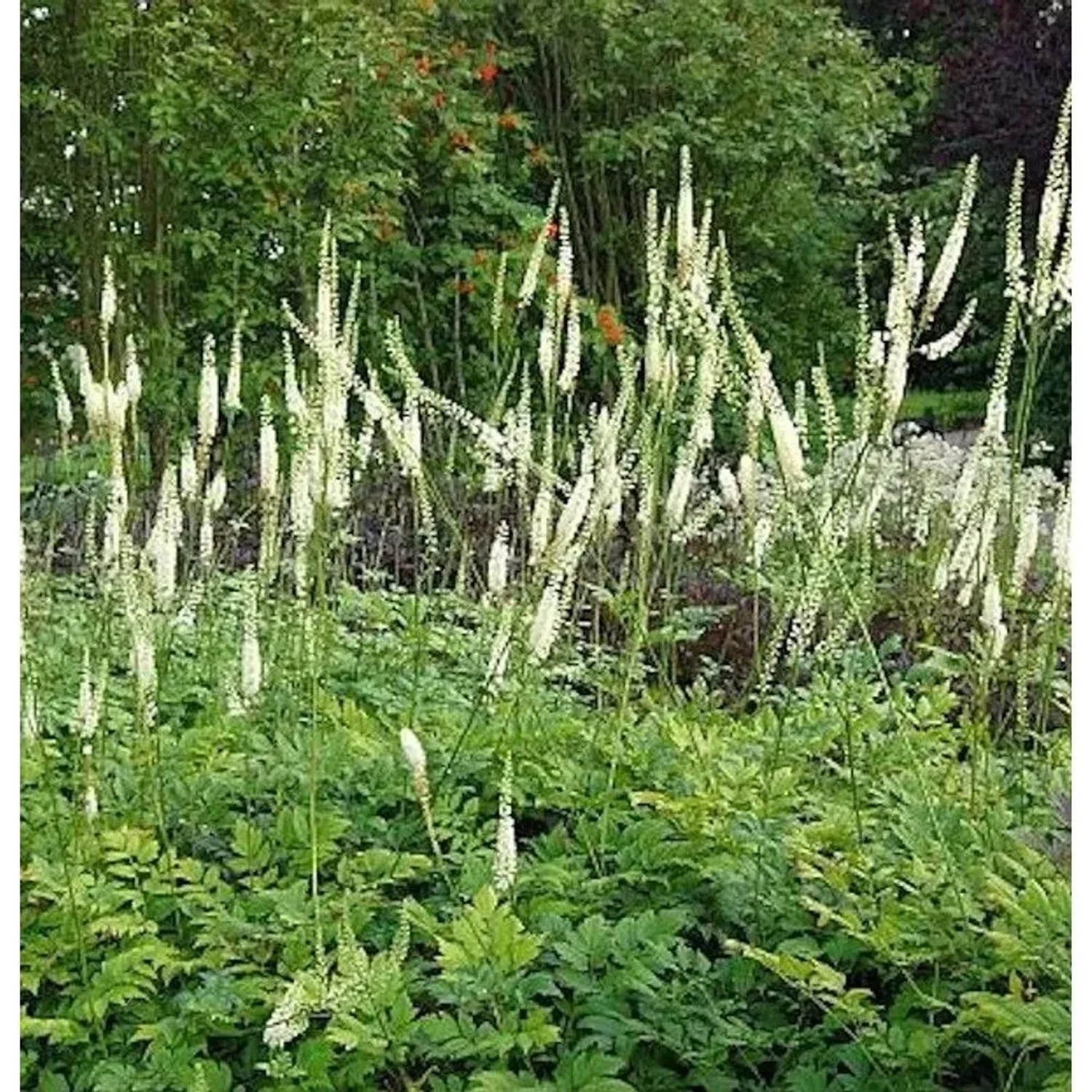 Juli Silberkerze - Actaea racemosa