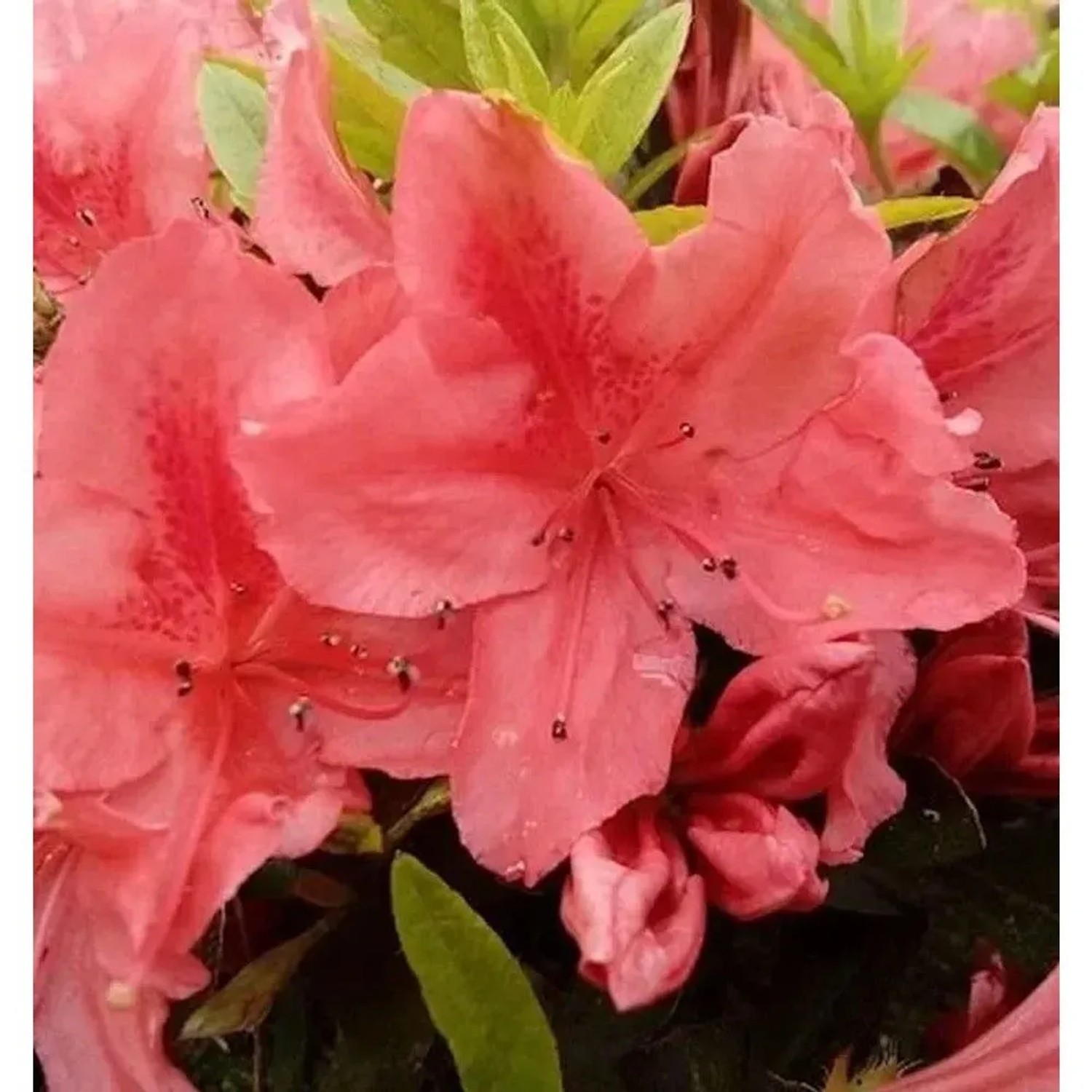 Kriechende Immergrüne Zwerg Azalee Komodo 40-50cm - Rhododendron nakaharai