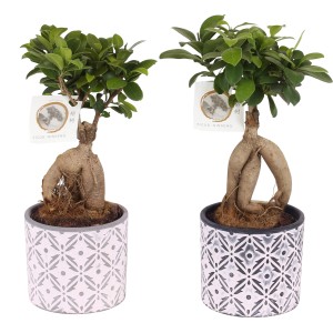 Zwei Ficus Ginseng Bonsai im Keramiktopf, ca. 35 cm hoch.