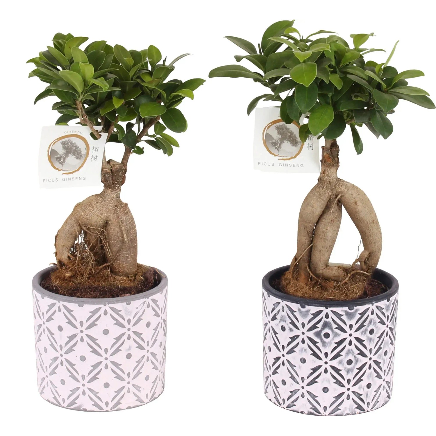 Ficus Ginseng Bonsai 35 cm Keramiktopf kaufen bei OBI
