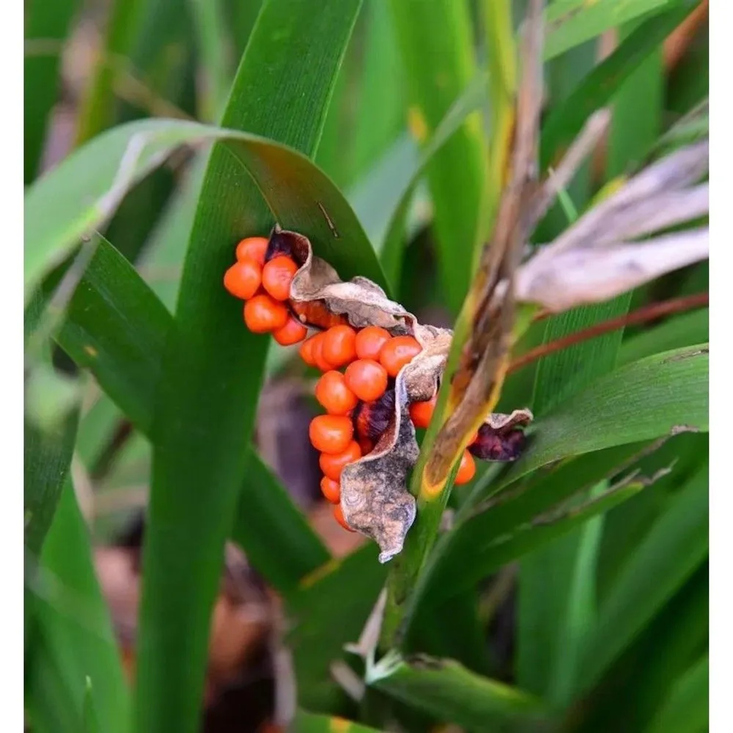 Koralleniris - Iris foetidissima