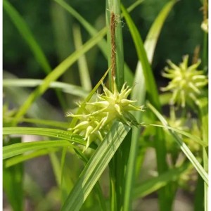 Morgensternsegge Saladin (Carex grayi) im Detail: Grüne Blätter und markante, sternförmige Blütenstände.