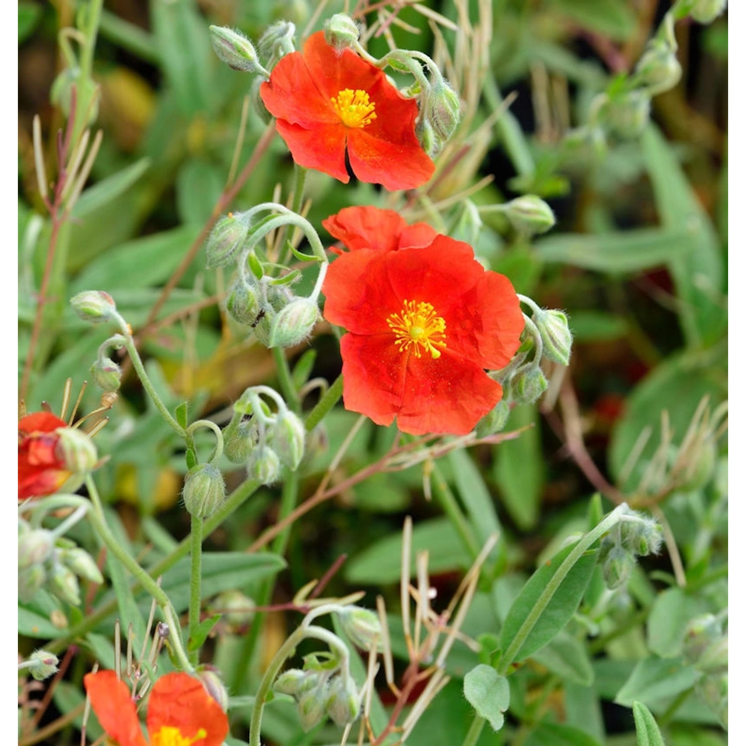 Sonnenröschen Fire Dragon - Helianthemum cultorum günstig online kaufen