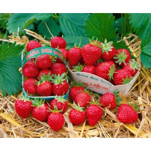 Aromatische Erdbeeren 'Mara des Bois' in Körben, erntefrisch und rot.
