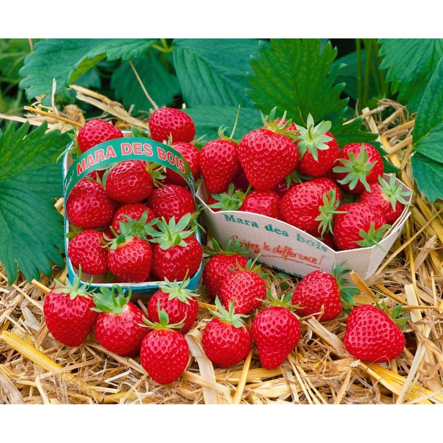 Fragaria Mara Des Bois -S- Erdbeere Aromatisch Ca. 9x9 Cm Topf günstig online kaufen