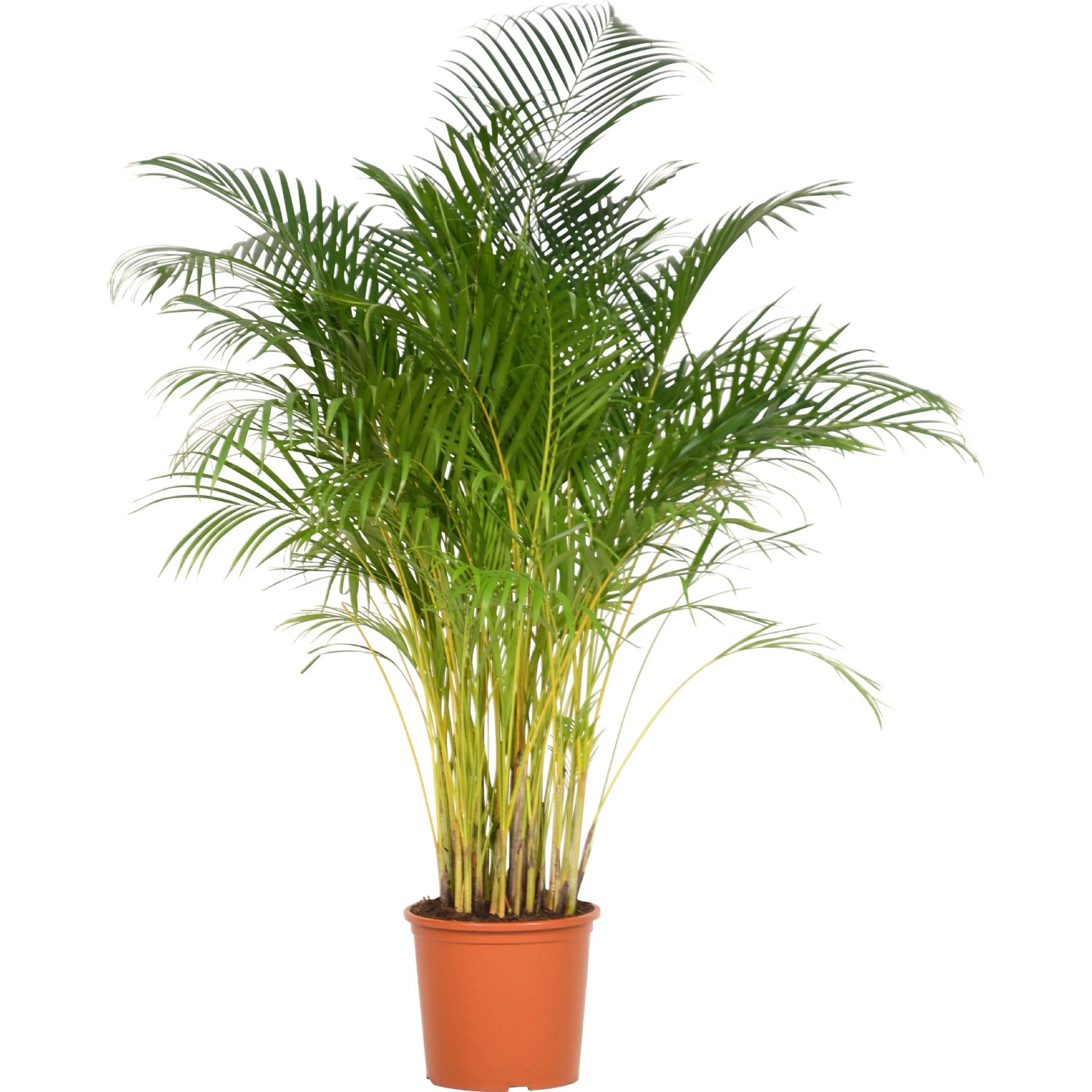 OBI Areca Palme Topf Ø 32 cm Zierpalme