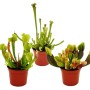 Exotenherz Schlauchpflanzen-Trio, 3 Sarracenia im 9cm Topf, fleischfressende Pflanzen.