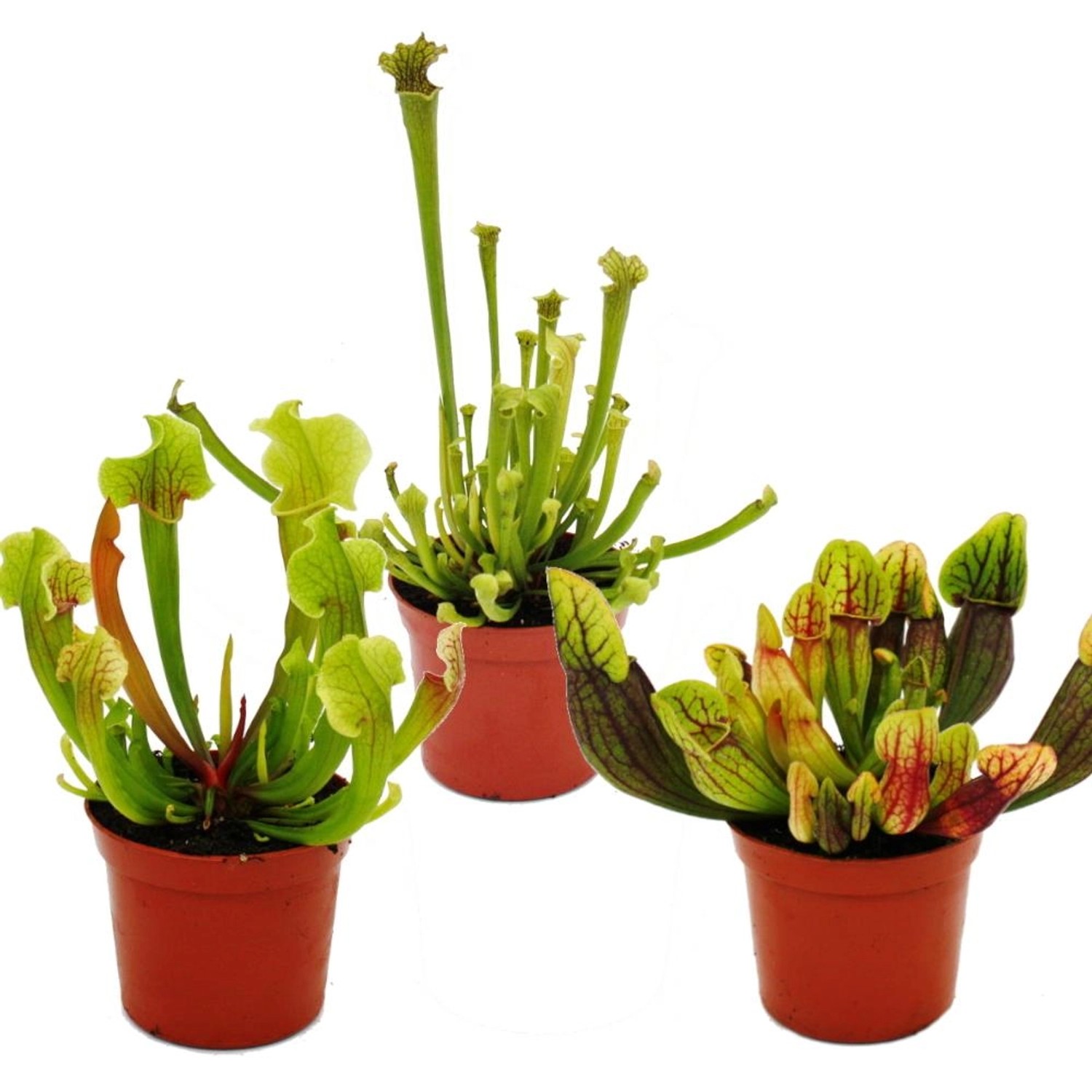 Exotenherz Schlauchpflanzen-Trio 3 Verschiedene Sarracenia-Pflanzen im Set Fleischfressende Pflanzen 9cm Topf