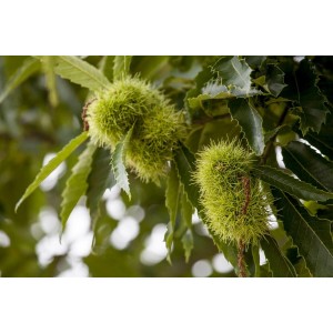 Nahaufnahme: Esskastanie (Castanea Sativa) mit stacheligen Fruchthüllen und grünen Blättern.